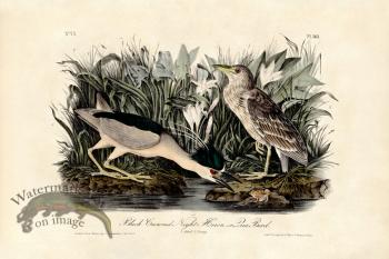 Black Crowned Night Heron